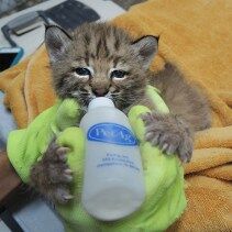 Southwest Wildlife Discovery Series: It is Baby Season!